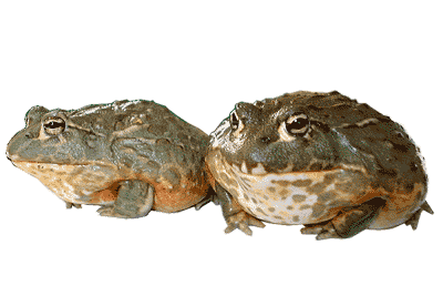 My two frogs